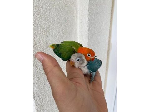 El besleme mutasyon cennet papağanı bebekler
