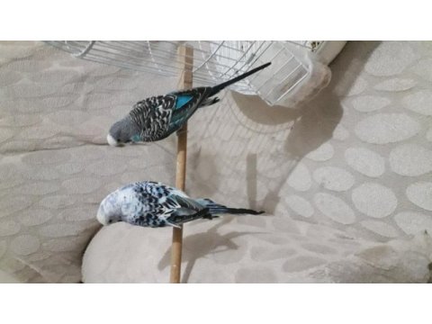Maviş muhabbet kuşu çiftlerimiz