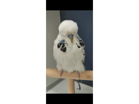 2021 bilezikli vasıflı show jumbo erkek teksas muhabbet kuşu