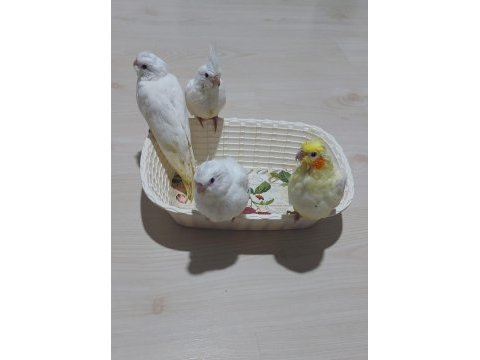 El besleme sultan papağanı yavrular
