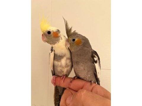 55 günlük erkek full evcil yavru sultan papağanları
