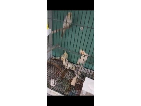Yeni yeme düşmüş sultan papağanı bebekler