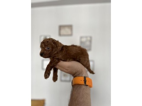 Red brown ve red dişi toy poodle bebekler