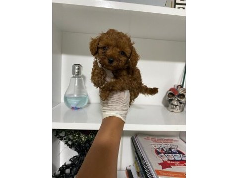 Kore bebek toy poodle miniğim ful garantili