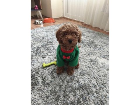 Toy poodle dişi 3 aylık