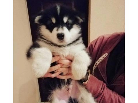 Husky yavrular kızıl ve siyah