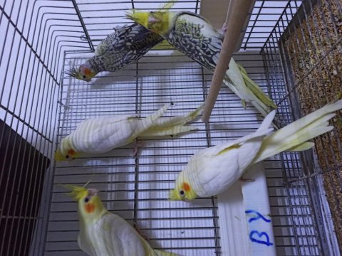 Takım ve yavru kuşlar yerli sultan papağanı mevcut