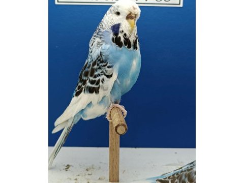 Kumes satılık tekleme takim jumbo muhabbet kuşlar