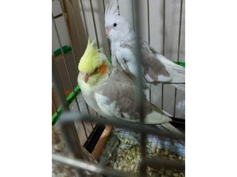 2-3 aylık sultan papağanları
