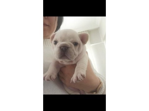 siyah ve ten rengi bulldog yavrusu