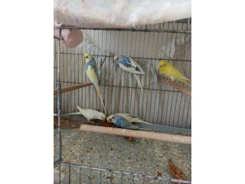 4 yavrulu renk güzeli çek takım muhabbet kuşu