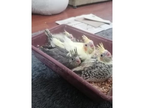 1 aylık sultan papağanı yavruları