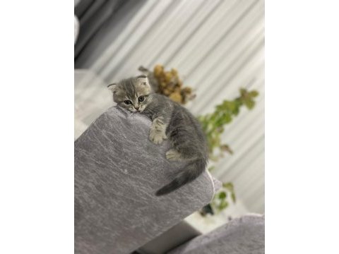 Scottish fold yavru 1 aylık