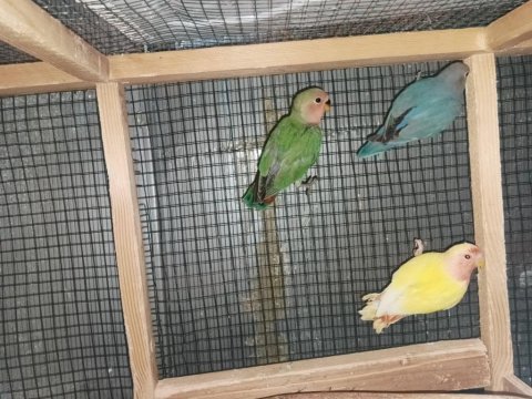 Yeni yeme inmiş uysal sevda papağanı bebekler