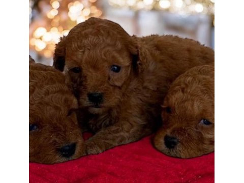 Toy poodle yavrusu sevimli yumurcaklar