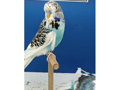 Kumes satılık tekleme takim jumbo muhabbet kuşlar