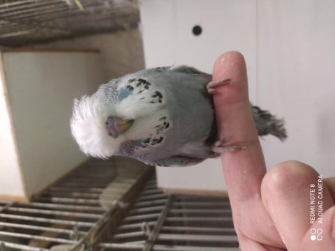 Ele aliştirmalik show jumbo muhabbet kuşu yavrular 30 günlük