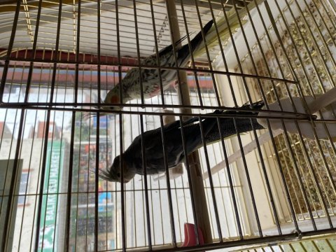 Sultan papağanı yavru 3-5 aylık