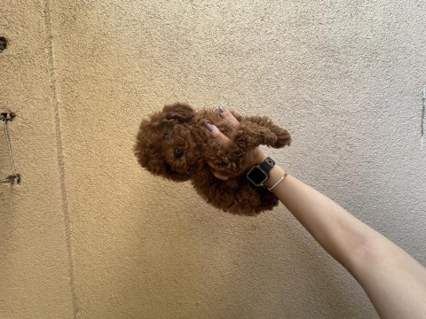 Irk garantili red brown toy poodle