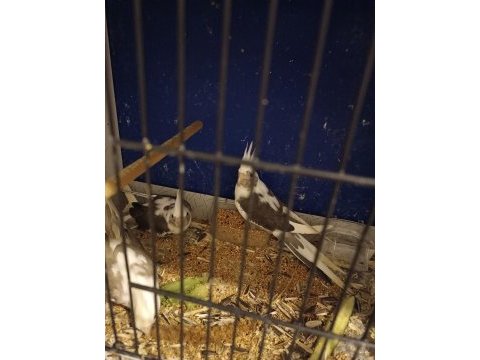 45 günlük wf sultan papağanı yavrular