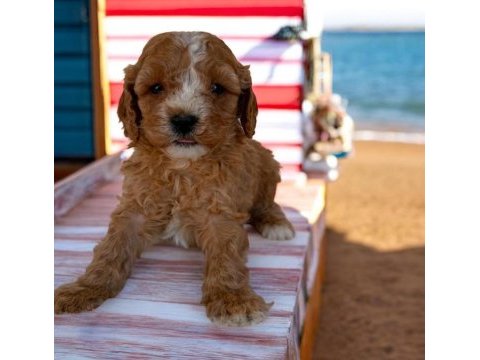 Maltipoo yavrusu sevimli yumurcaklar