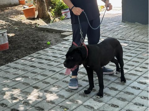 Cane corso yeni yuvasını arıyor