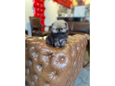 Tea cup ve mikro tea cup pomeranian boo yavrularımız