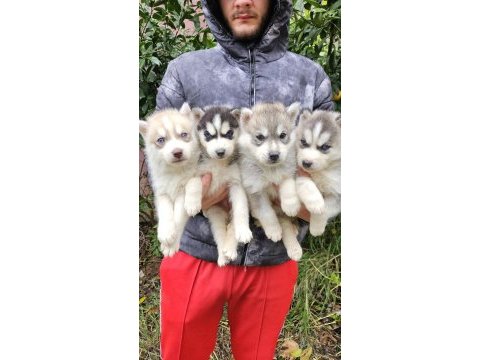 Irk ve sağlık garantili husky yavrularımız