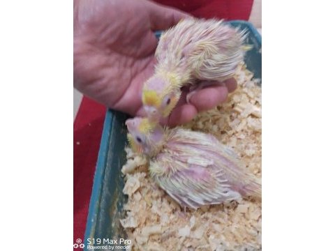 Lutino sultan papağanı bebekler