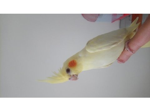 Yavru sultan papağanı