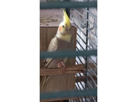 Sultan papağanımı satmak istiyorum