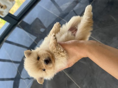 Pomeranian spitz köpeği