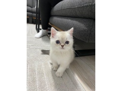 British shorthair mavi gözlü beyaz kedimizi sahiplendirme
