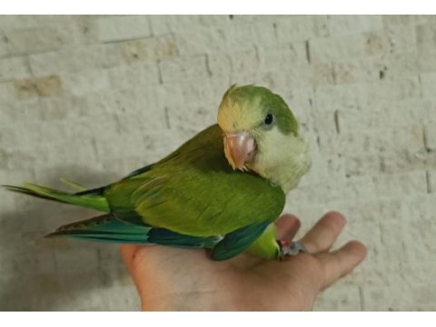 Efsane renk bebek monk papağanları