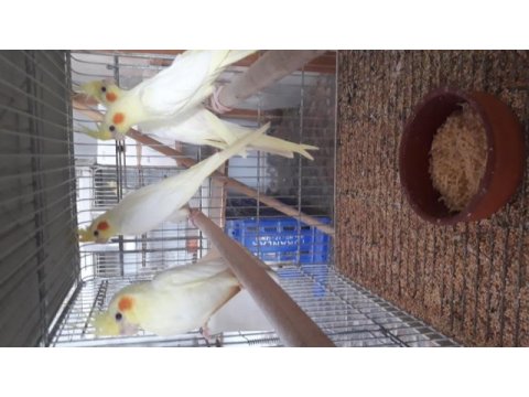 Ev üretimi yavru ve damızlık sultan papağanı