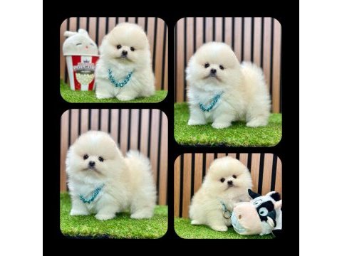 Teddy bear pomeranian boo bebeklerimiz