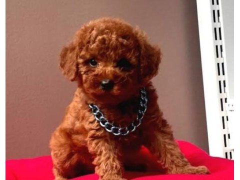 A kalite toy poodle yavrular