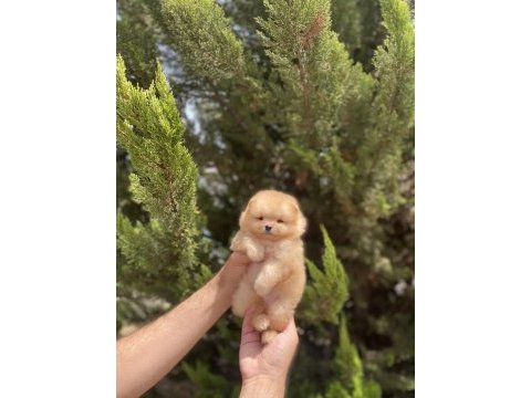Pomeranian yakışıklı