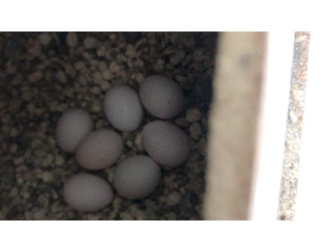 Bol bol yavrum olsun yumurtasıyla yavrularla kuşlar