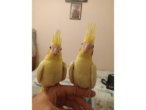 2 aylık ev üretimi evcil sultan papağanı yavruları