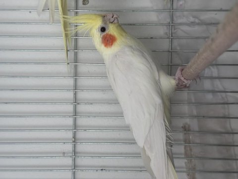 1-3 yaş erkek sultan papağanı konuşuyor
