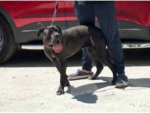 Cane corso yeni yuvasını arıyor