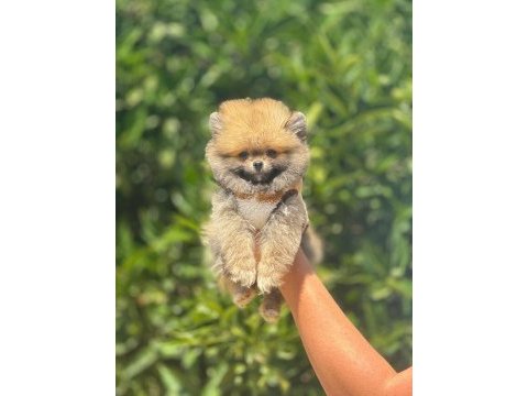 Pomeranian yavrumuz