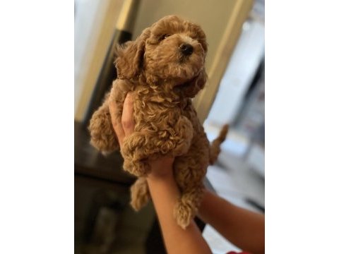 Red brown aşılı toy poodle