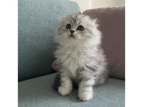 Gerçek kalite scottish fold longhair kardeşler