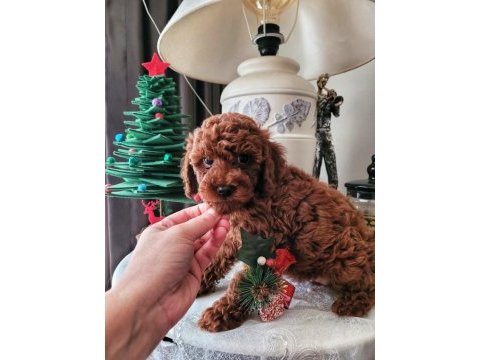 Toy poodle yavrularımız