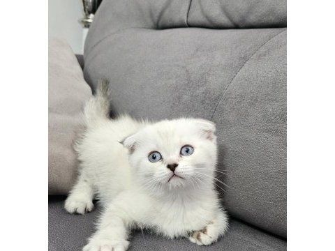 Aile sıcaklığında büyüyen scottish fold british yavrular