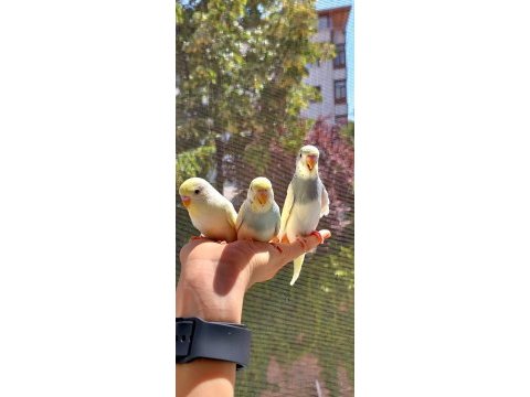 Öğretmenden evde beslenen temiz ve bakımlı muhabbet kuşları