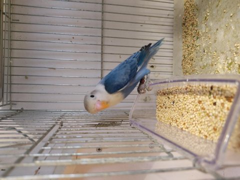 Bebek mavi boncuk sevda papağanı