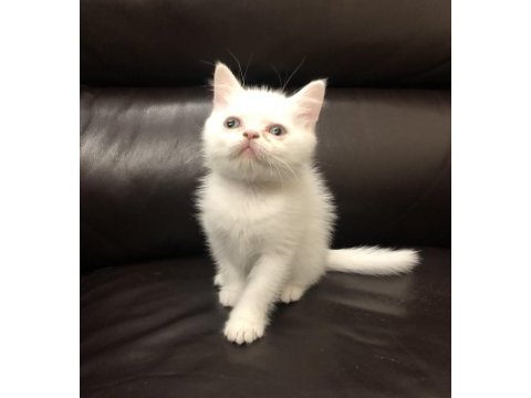 Safkan british shorthair